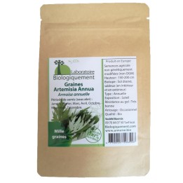Artemesia annua, puissant antioxydant, en graine pour semence