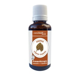 Mazerat aus frischen Bio-Sequoia-Knospen