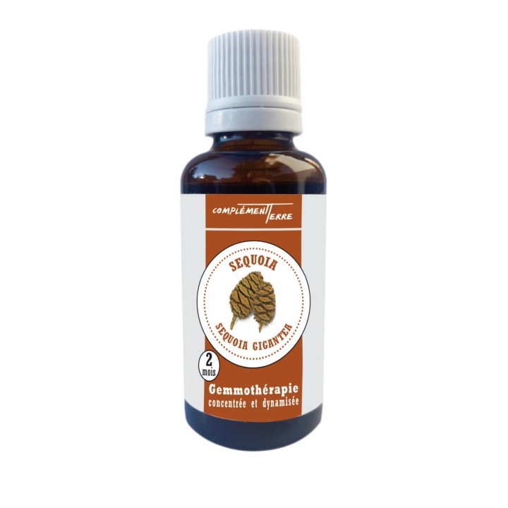 Mazerat aus frischen Bio-Sequoia-Knospen